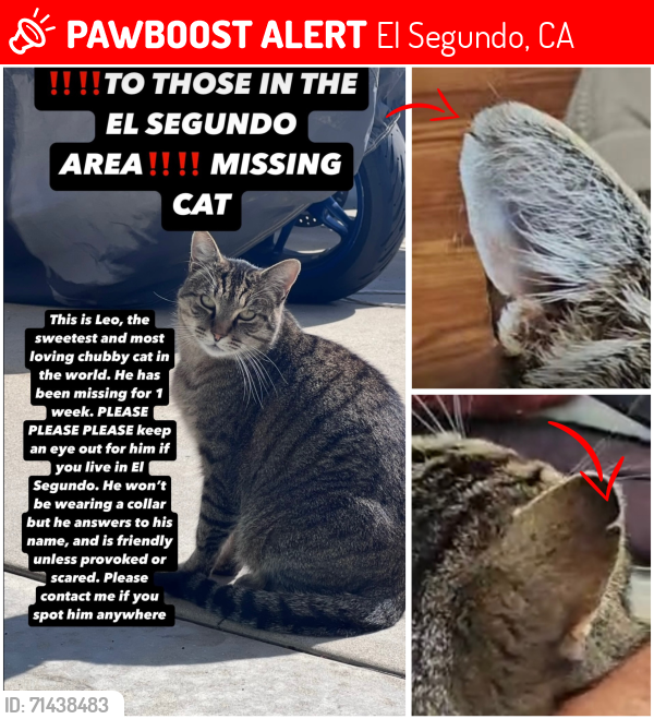 Lost Male Cat last seen Maple avenue, El segundo, CA. 90245, El Segundo, CA 90245