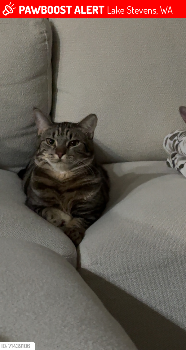 Lost Male Cat last seen 99th- 20th, Lake Stevens, WA 98258