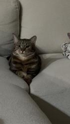 Lost Male Cat last seen 99th- 20th, Lake Stevens, WA 98258