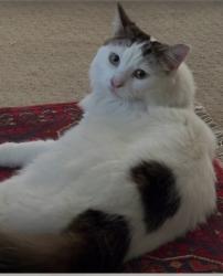 Lost Male Cat last seen Edgar’s road Lalor , Lalor, VIC 3075