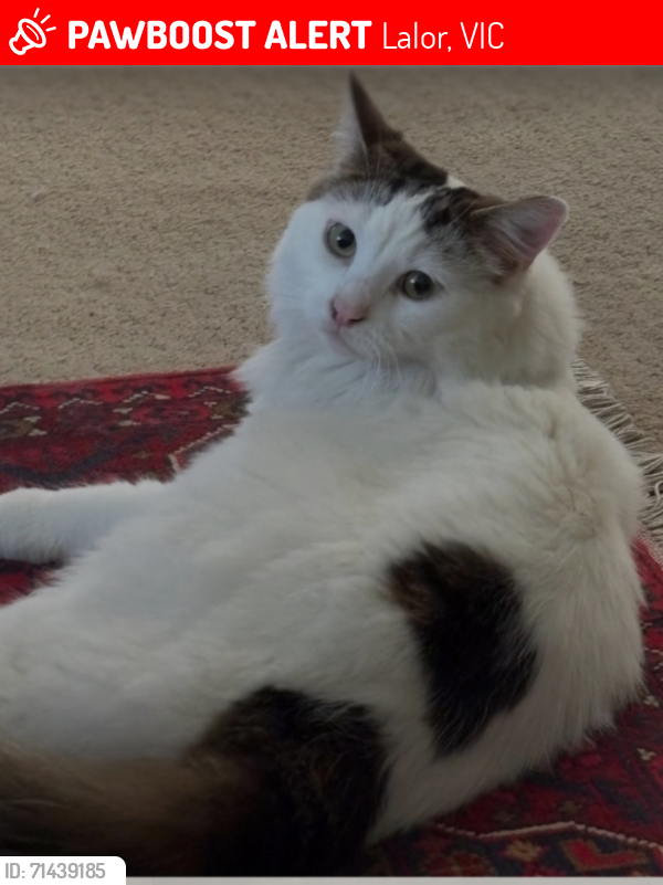 Lost Male Cat last seen Edgar’s road Lalor, Lalor, VIC 3075