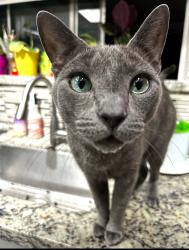 Lost Male Cat last seen S Longmore & Bsseline, Mesa, AZ 85202