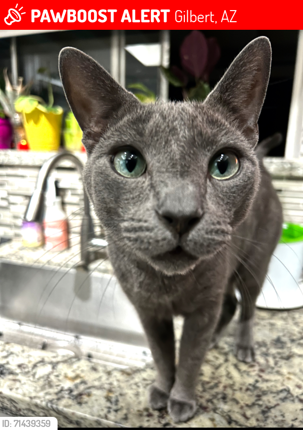 Lost Male Cat last seen S Longmore & Bsseline, Mesa, AZ 85202
