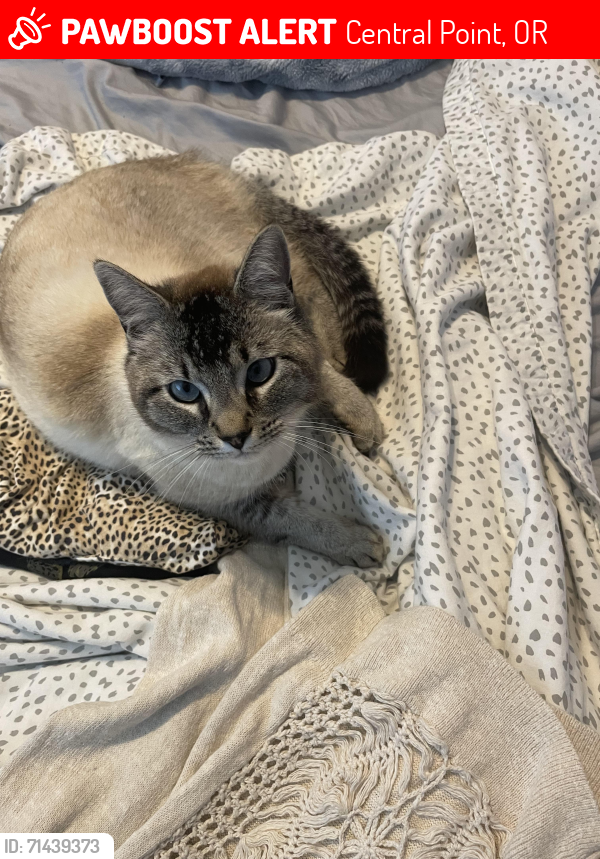 Lost Male Cat last seen Beall Ln, Central Point, OR 97502