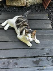 Lost Male Cat last seen Blue ash ln, Charlotte, NC 28215