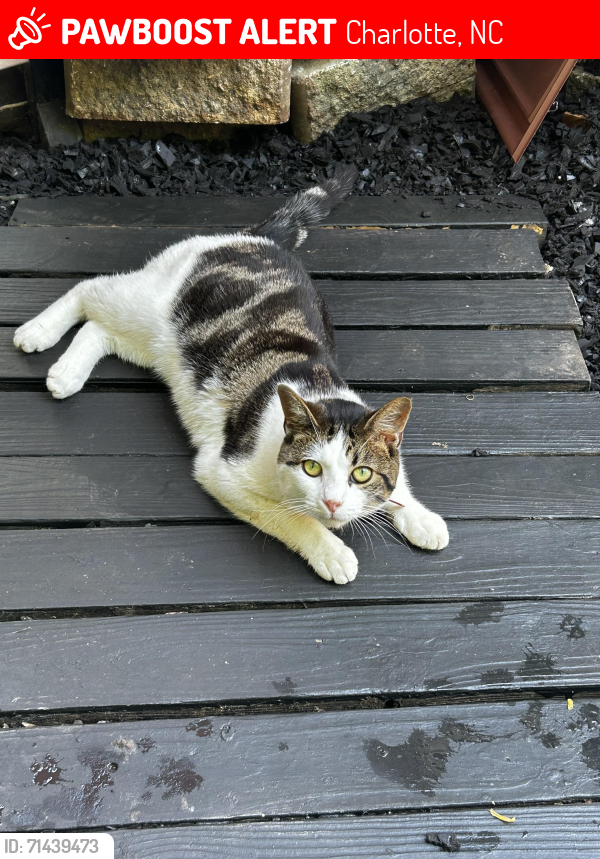 Lost Male Cat last seen Blue ash ln, Charlotte, NC 28215