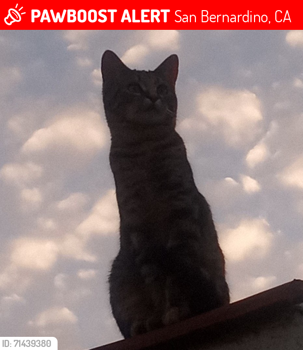 Lost Male Cat last seen 31st and N Stoddard Ave , San Bernardino, CA 92405
