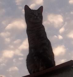 Lost Male Cat last seen 31st and N Stoddard Ave , San Bernardino, CA 92405
