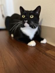 Lost Male Cat last seen Legacy Park - Samuel St., Davenport, FL 33897