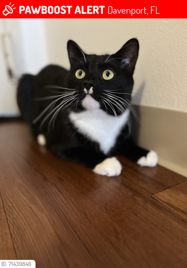 Lost Male Cat last seen Legacy Park - Samuel St., Davenport, FL 33897
