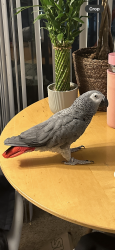 Lost Male Bird last seen Varnum Street Hyattsville Md- Landover Hills , Hyattsville, MD 20784