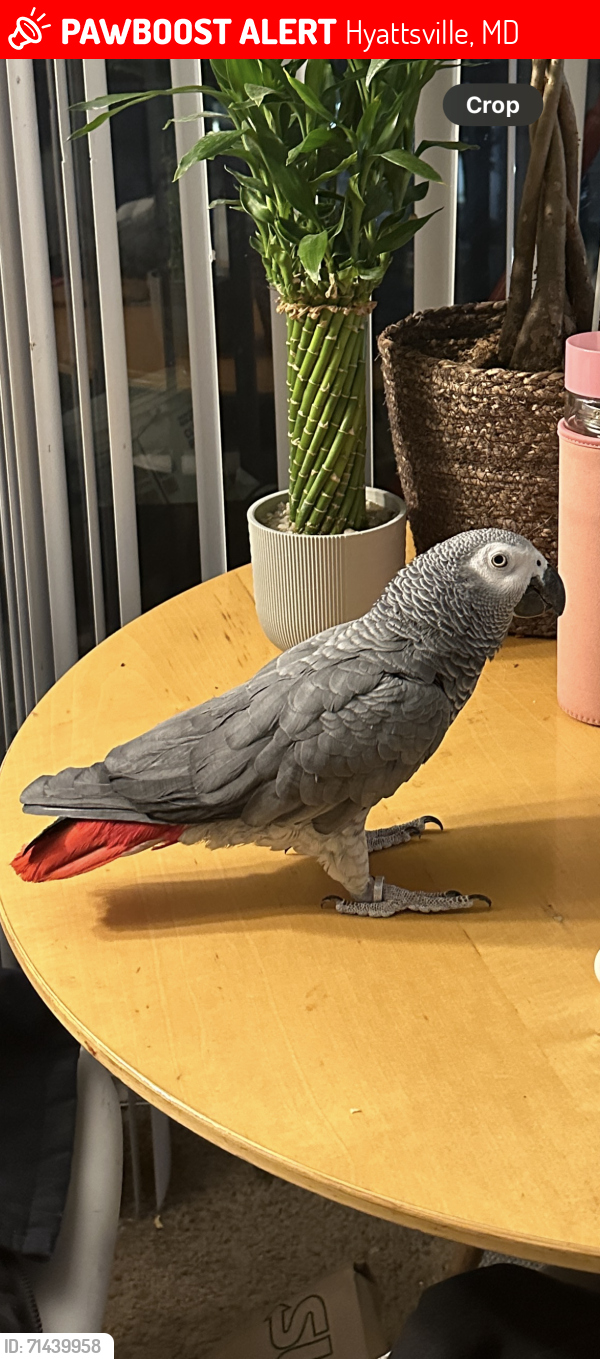 Lost Male Bird last seen Varnum Street Hyattsville Md- Landover Hills , Hyattsville, MD 20784