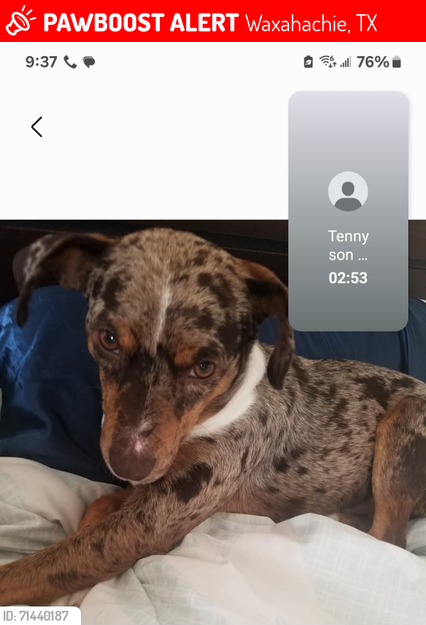 Lost Male Dog last seen Mlk blvd, Waxahachie, TX 75165