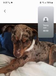 Lost Male Dog last seen Mlk blvd, Waxahachie, TX 75165