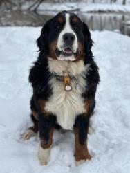 Lost Female Dog last seen Wayburn Road, Frame, WV 25071