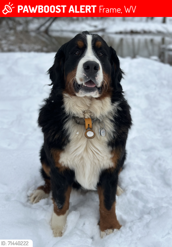 Lost Female Dog last seen Wayburn Road, Frame, WV 25071