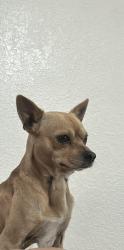 Lost Male Dog last seen Near fairmont st , Clearwater, FL 33755