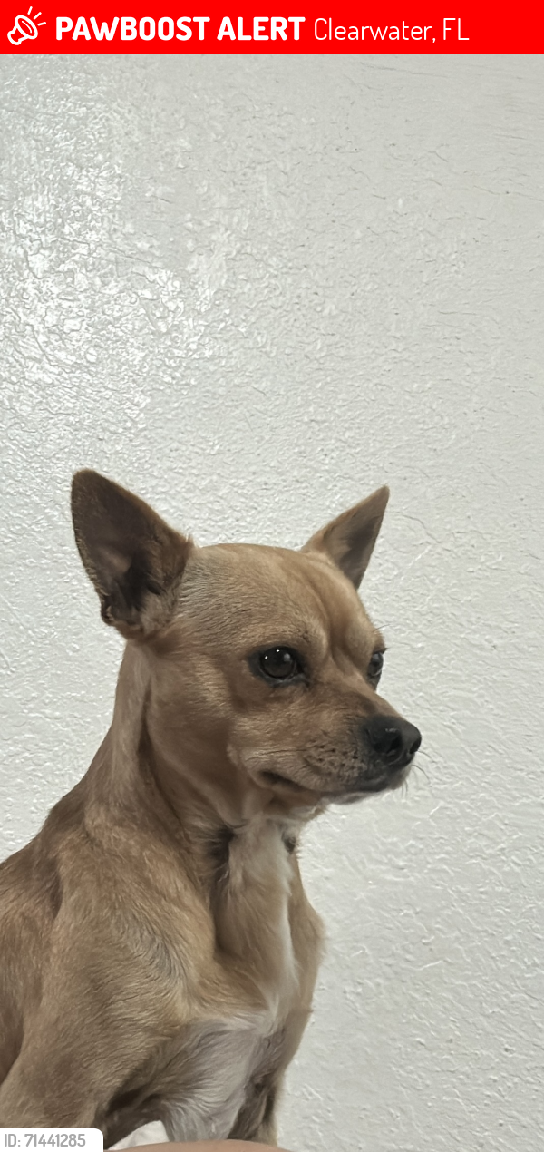 Lost Male Dog last seen Near fairmont st , Clearwater, FL 33755