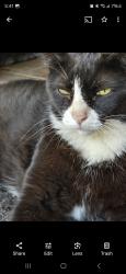 Lost Female Cat last seen Eton and nordhoff , Los Angeles, CA 91304