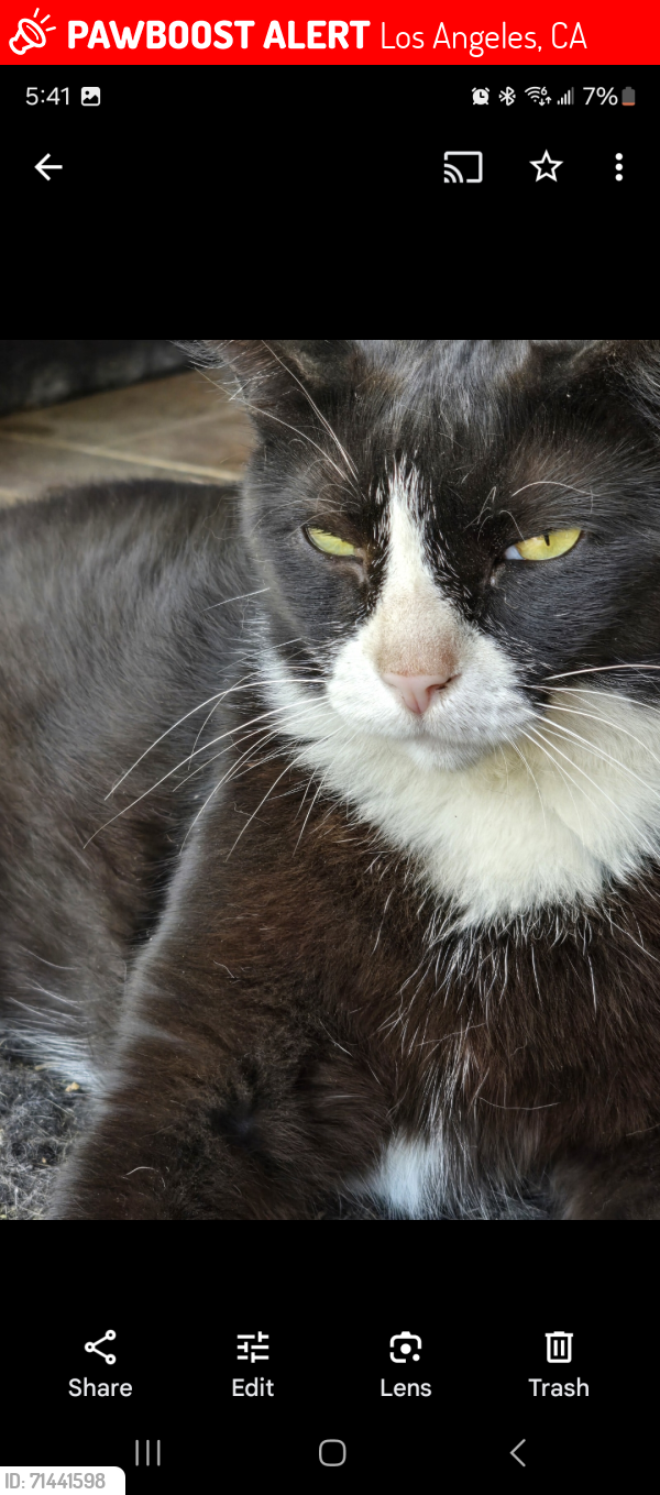 Lost Female Cat last seen Eton and nordhoff , Los Angeles, CA 91304