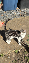 Lost Female Cat last seen Spearing rd, Buckinghamshire, England HP12