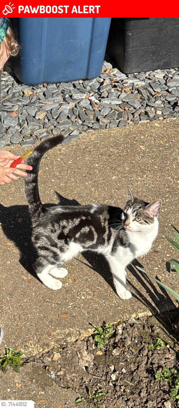 Lost Female Cat last seen Spearing rd, Buckinghamshire, England HP12