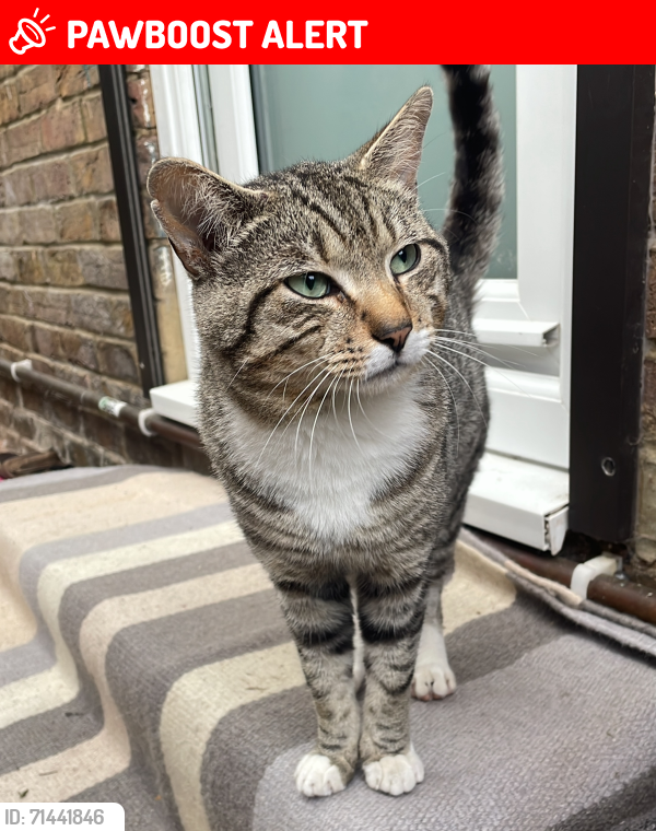 Lost Male Cat last seen Spearing rd, Buckinghamshire, England HP12