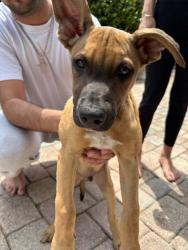 Reunited Male Dog last seen Near Southern Blvd, Royal Palm beach 33411, Royal Palm Beach, FL 33411