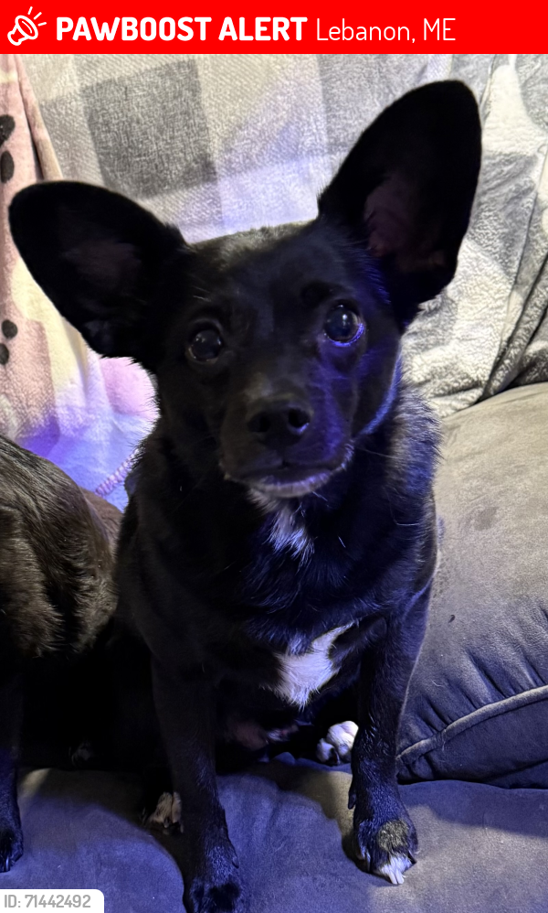 Lost Female Dog last seen 202/ Carl Broggi Highway , Lebanon, ME 04027
