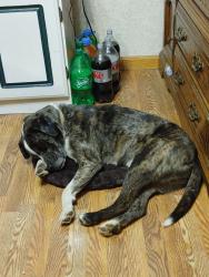 Lost Male Dog last seen Darnell school road, Posey County, IN 47620