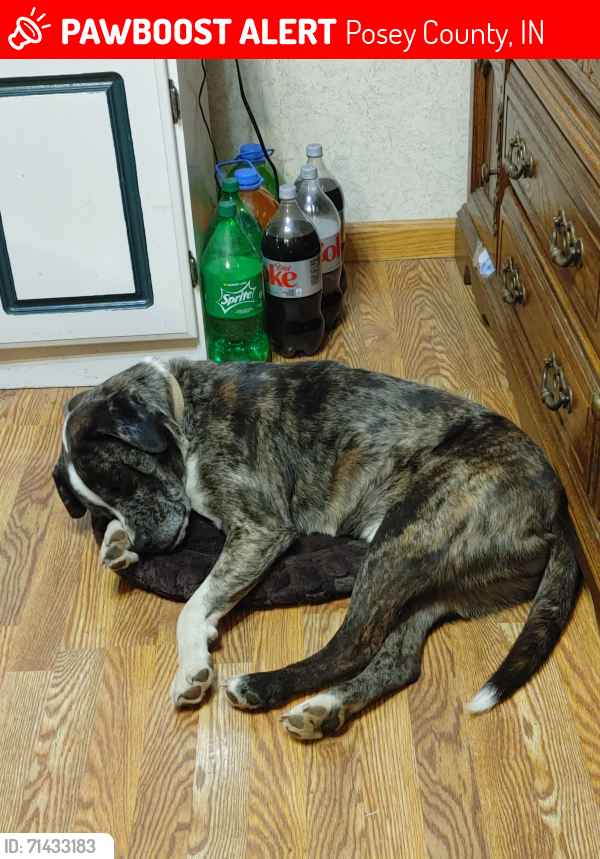 Lost Male Dog last seen Darnell school road, Posey County, IN 47620