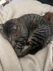 Lost Male Cat last seen Broadmoor and Edgewater, Overland Park, KS 66223