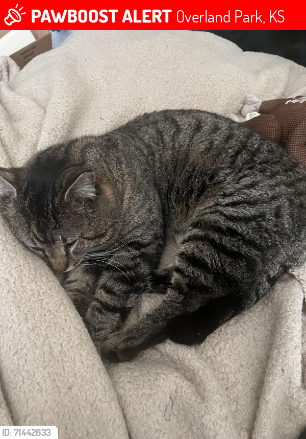 Lost Male Cat last seen Broadmoor and Edgewater, Overland Park, KS 66223
