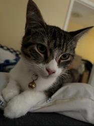 Lost Male Cat last seen Alta Loma Way, Monteleon, Houston, TX 77075