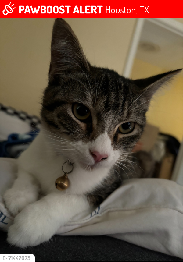 Lost Male Cat last seen Alta Loma Way, Monteleon, Houston, TX 77075
