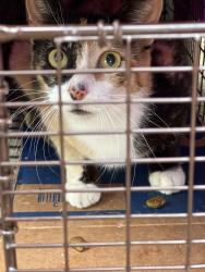 Lost Female Cat last seen MLK & Cavanaugh, Houston, TX 77021