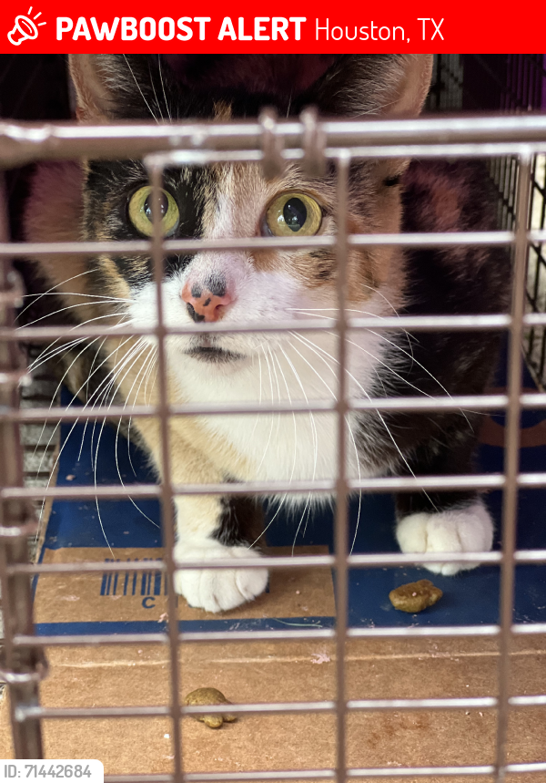 Lost Female Cat last seen MLK & Cavanaugh, Houston, TX 77021
