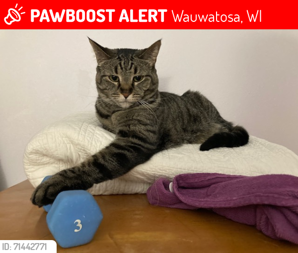 Lost Female Cat last seen Missing from home in area of 120th and Burleigh, west of the Bowlero., Wauwatosa, WI 53222
