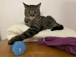 Lost Female Cat last seen Missing from home in area of 120th and Burleigh, west of the Bowlero., Wauwatosa, WI 53222