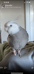 Lost Male Bird last seen Huntington Drive & S Baldwin Ave near the Chase Bank , Arcadia, CA 91007
