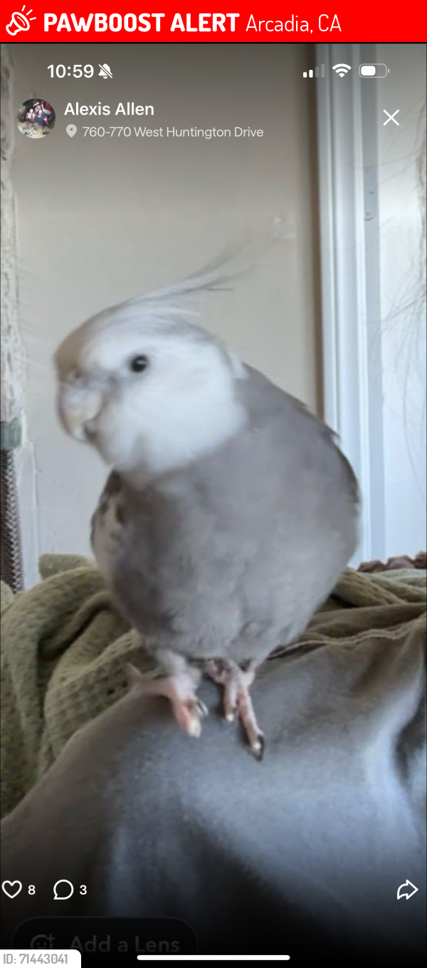 Lost Male Bird last seen Huntington Drive & S Baldwin Ave near the Chase Bank , Arcadia, CA 91007