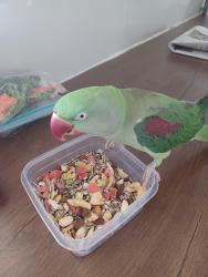 Lost Female Bird last seen Erskine Park , Erskine Park, NSW 2759
