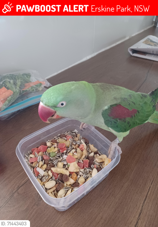 Lost Female Bird last seen Erskine Park , Erskine Park, NSW 2759