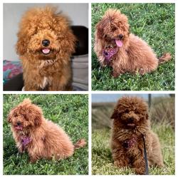 Lost Male Dog last seen Near nw 58th st 33142, Miami, FL 33142