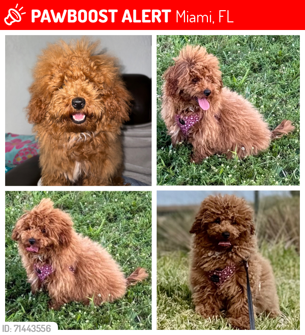 Lost Male Dog last seen Near nw 58th st 33142, Miami, FL 33142