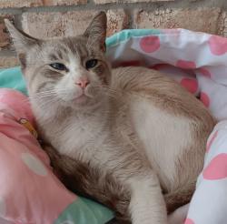 Lost Male Cat last seen Aaron Drive and Aaron Cove, near Weber Road, Corpus Christi, TX 78413