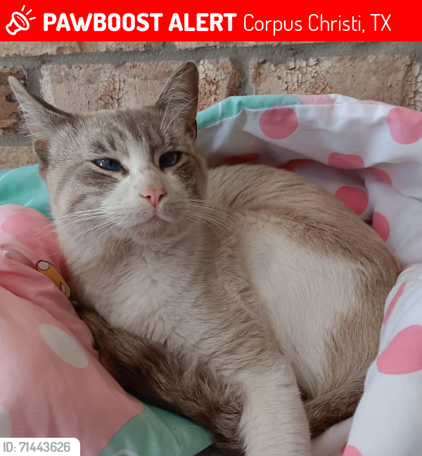Lost Male Cat last seen Aaron Drive and Aaron Cove, near Weber Road, Corpus Christi, TX 78413