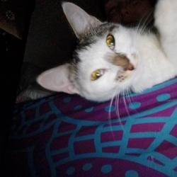 Lost Female Cat last seen Beacon Square Drive and US 19, Holiday, FL 34691