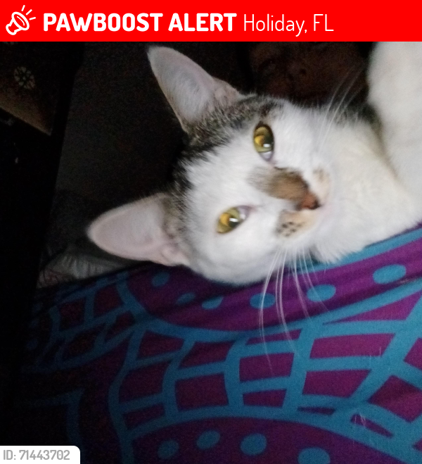 Lost Female Cat last seen Beacon Square Drive and US 19, Holiday, FL 34691