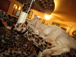 Lost Male Cat last seen Preece, Boise, ID 83704